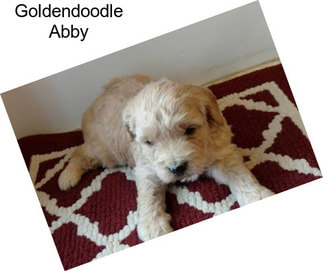 Goldendoodle Abby