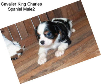 Cavalier King Charles Spaniel Male2