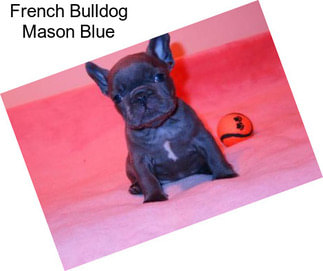 French Bulldog Mason Blue