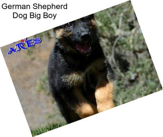 German Shepherd Dog Big Boy