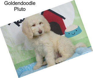 Goldendoodle Pluto