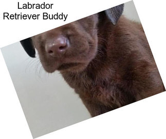 Labrador Retriever Buddy