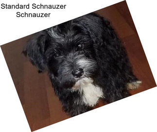 Standard Schnauzer Schnauzer