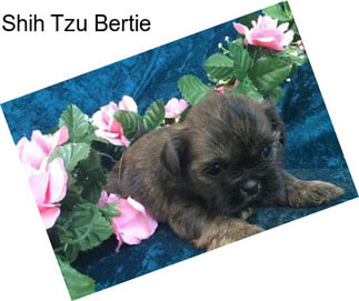 Shih Tzu Bertie