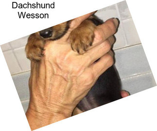 Dachshund Wesson