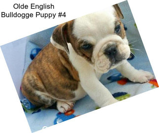 Olde English Bulldogge Puppy #4