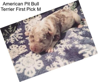 American Pit Bull Terrier First Pick M