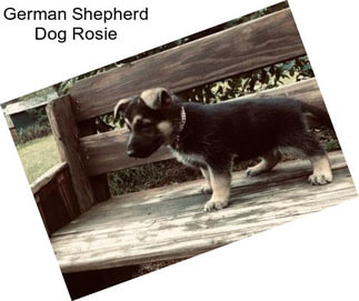 German Shepherd Dog Rosie