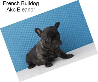 French Bulldog Akc Eleanor