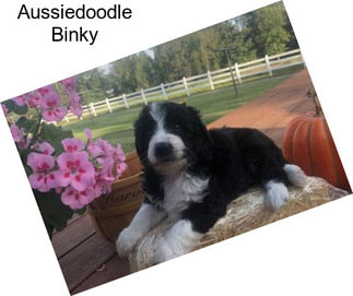 Aussiedoodle Binky