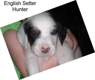 English Setter Hunter