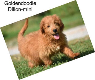 Goldendoodle Dillon-mini