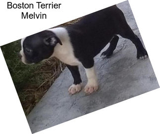 Boston Terrier Melvin