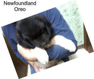 Newfoundland Oreo