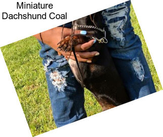 Miniature Dachshund Coal