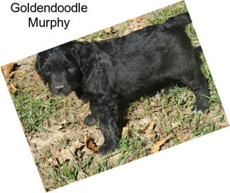 Goldendoodle Murphy