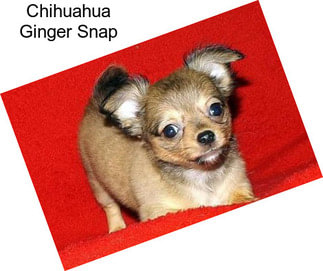 Chihuahua Ginger Snap