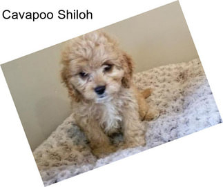 Cavapoo Shiloh