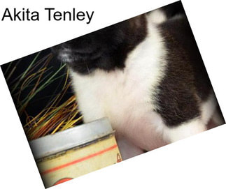 Akita Tenley