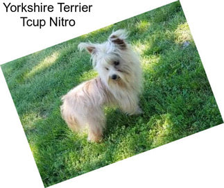 Yorkshire Terrier Tcup Nitro