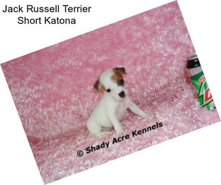 Jack Russell Terrier Short Katona