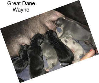 Great Dane Wayne