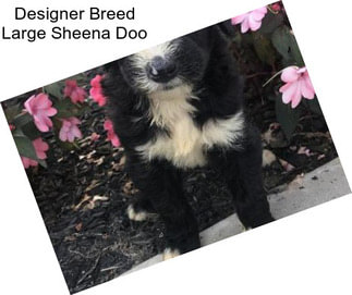 Designer Breed Large Sheena Doo