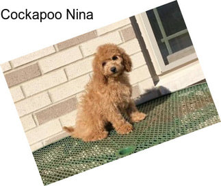 Cockapoo Nina