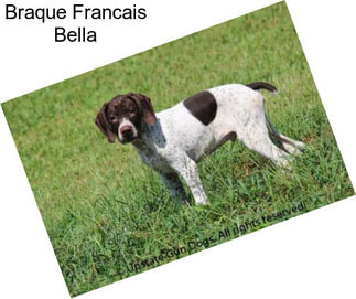 Braque Francais Bella