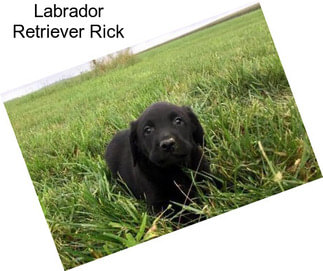 Labrador Retriever Rick