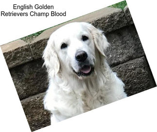 English Golden Retrievers Champ Blood