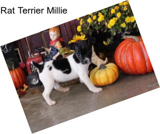 Rat Terrier Millie