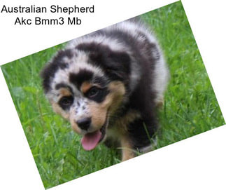 Australian Shepherd Akc Bmm3 Mb