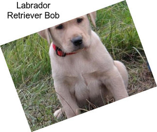 Labrador Retriever Bob