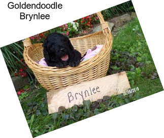 Goldendoodle Brynlee