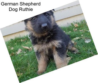 German Shepherd Dog Ruthie