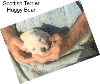 Scottish Terrier Huggy Bear