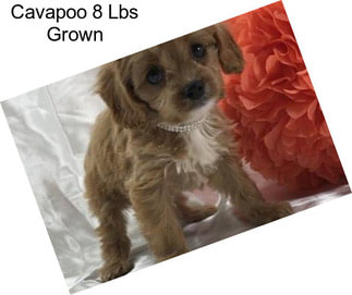 Cavapoo 8 Lbs Grown