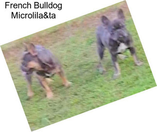 French Bulldog Microlila&ta