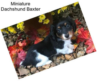 Miniature Dachshund Baxter