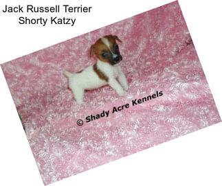 Jack Russell Terrier Shorty Katzy