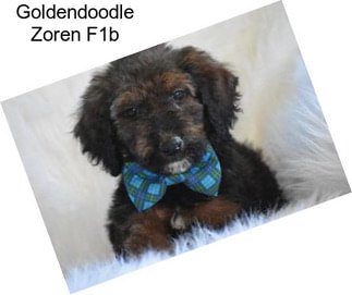 Goldendoodle Zoren F1b