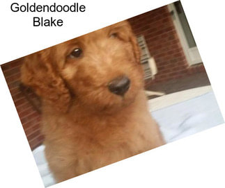 Goldendoodle Blake