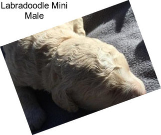 Labradoodle Mini Male