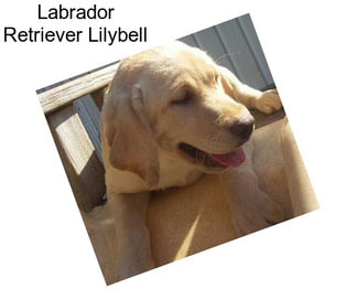 Labrador Retriever Lilybell