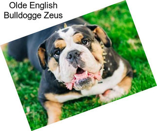 Olde English Bulldogge Zeus