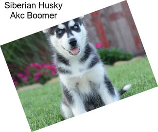 Siberian Husky Akc Boomer