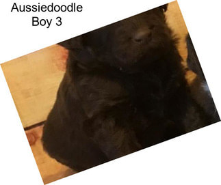 Aussiedoodle Boy 3