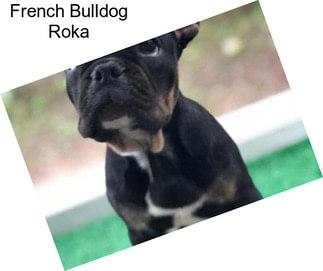 French Bulldog Roka