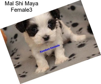 Mal Shi Maya Female3